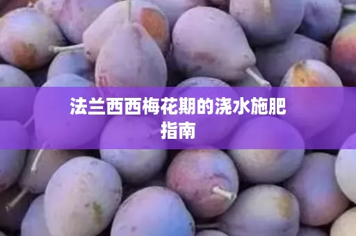 法兰西西梅花期的浇水施肥指南