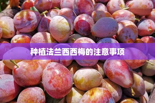 种植法兰西西梅的注意事项