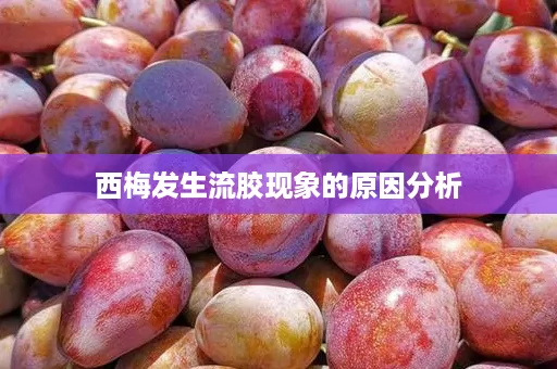西梅发生流胶现象的原因分析