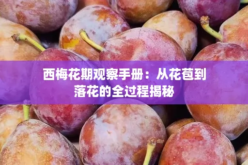 西梅花期观察手册：从花苞到落花的全过程揭秘