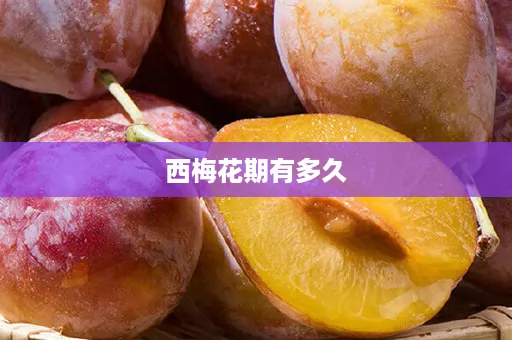 西梅花期有多久