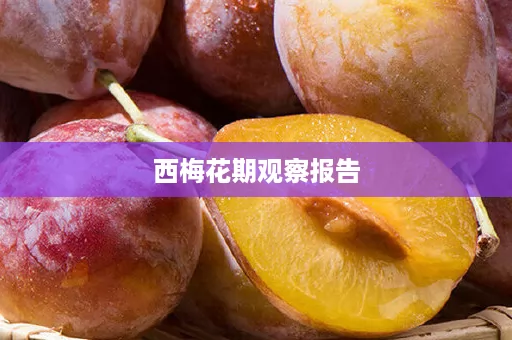 西梅花期观察报告