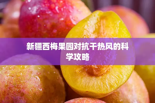 新疆西梅果园对抗干热风的科学攻略