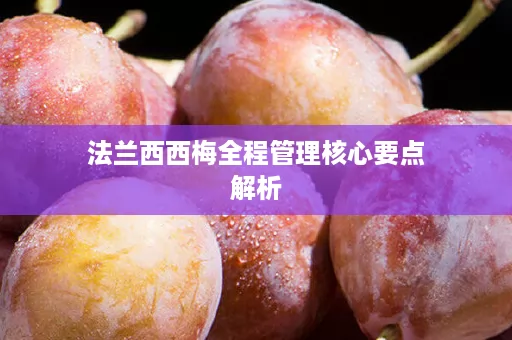 法兰西西梅全程管理核心要点解析