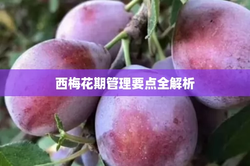 西梅花期管理要点全解析