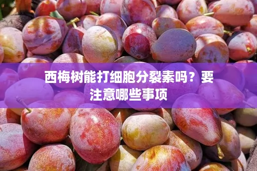 西梅树能打细胞分裂素吗？要注意哪些事项
