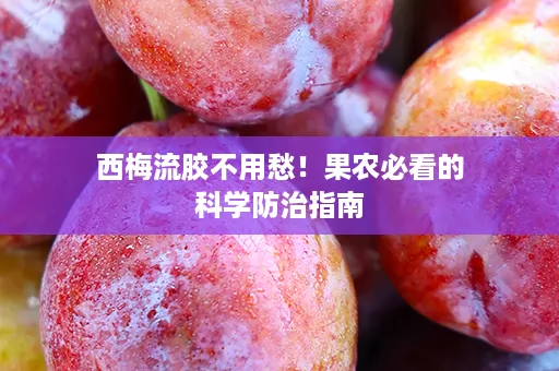 西梅流胶不用愁！果农必看的科学防治指南